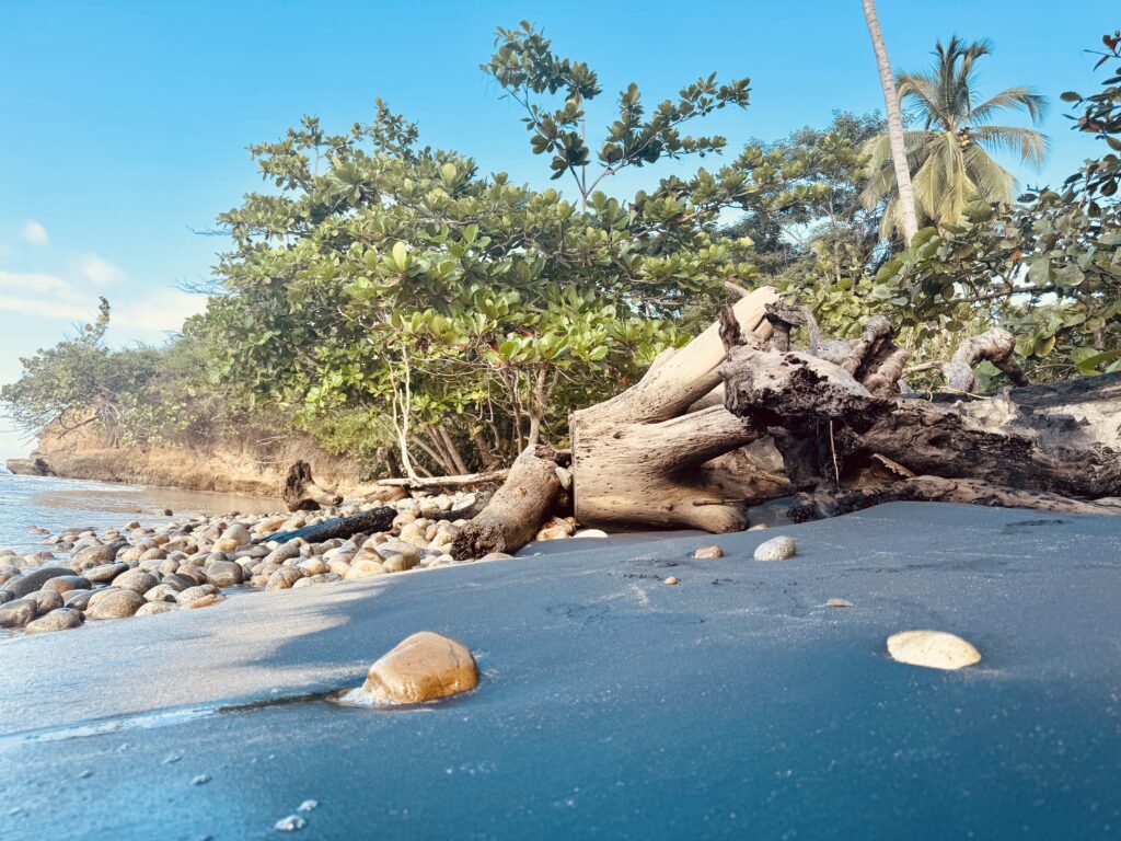 A serene beach in Colombia with driftwood, pebbles, and lush greenery, captured during a journey of travelling in Colombia